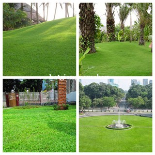 10GR - HẠT GIỐNG CỎ NHUNG NHẬT
