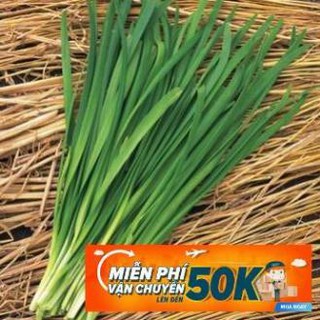 1g Hạt giống Hẹ