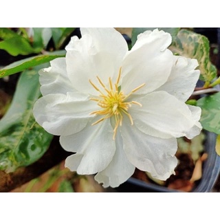 Bạch mai TÂN TÂN hoa to nhiều cánh, ghép gốc mai vàng quấn rễ đẹp làm bonsai để bàn