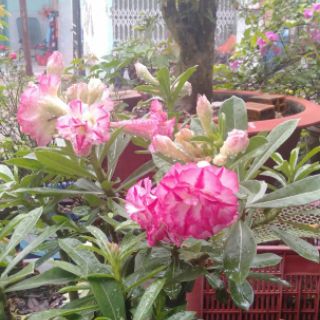 15 hạt sứ thái cánh kép.