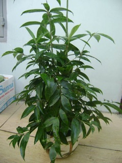 Cây trúc nhật cây con