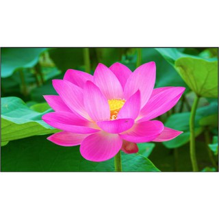 Tranh dán tường Tranh phong cảnh thiên nhiên