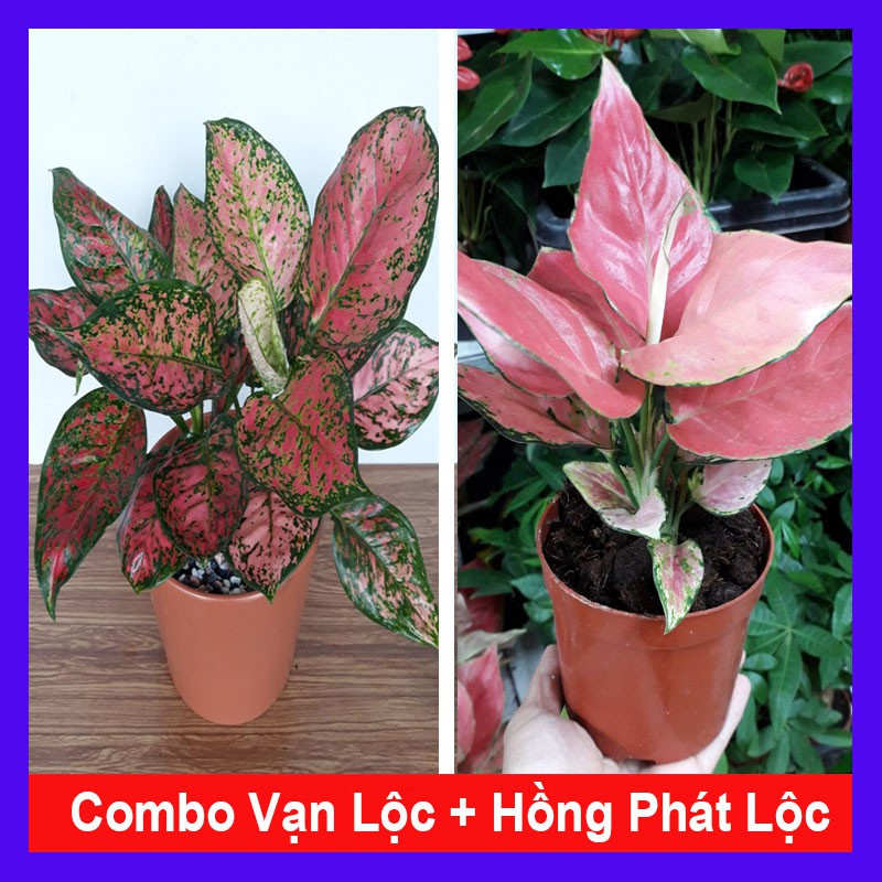 Caykiengsadec - Combo cây vạn lộc + cây hồng phát lộc