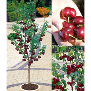 10 Hạt giống Cây Ăn Trái Cherry Đỏ (Kèm kích thích hạt nảy mầm)