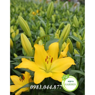 Củ giống hoa ly màu vàng ( củ giống hà lan)