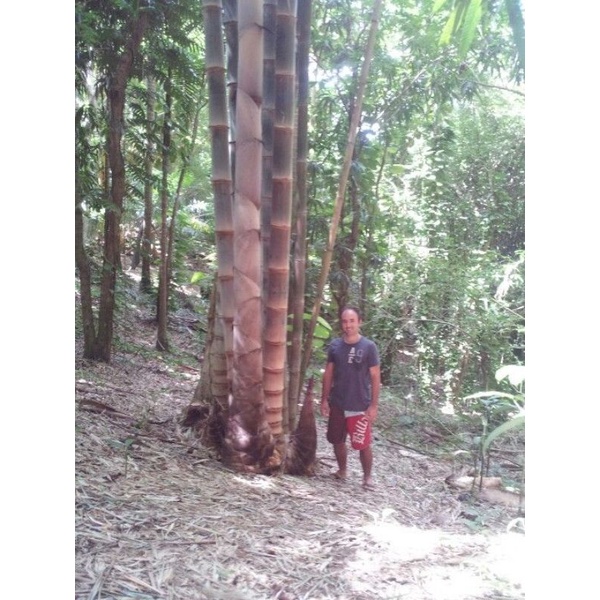 Tre Khổng Lồ D.Asper Myanma