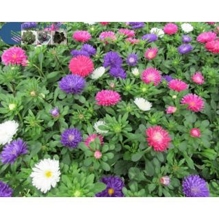 50 Hạt giống hoa Cúc Đài Loan lùn Mix[CHẤT LƯỢNG]