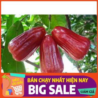 Cây giống roi đỏ An Phước Chuẩn giống F1