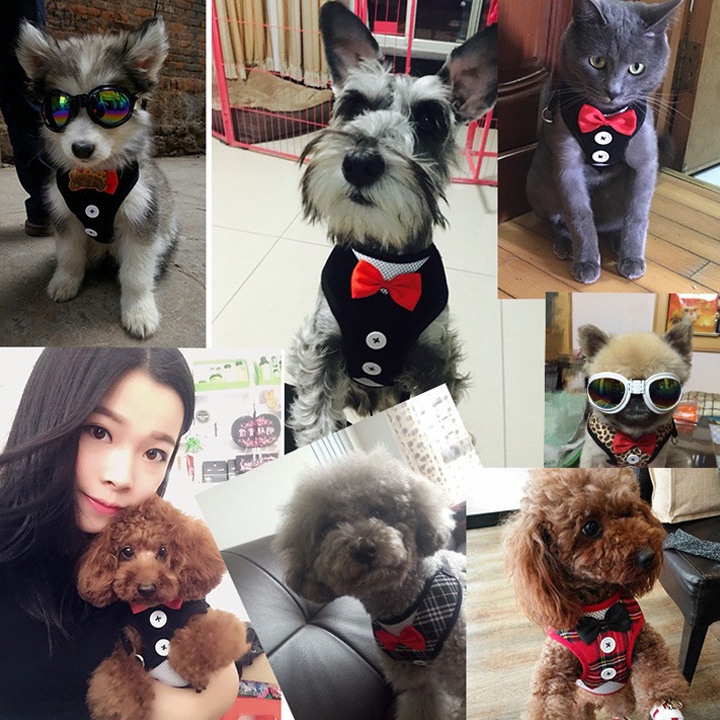 [Mã PET50K giảm Giảm 10% - Tối đa 50K đơn từ 250K] Đai/dây dắt chó mèo đi dạo kèm áo yếm có nơ dễ thương, tiện dụng