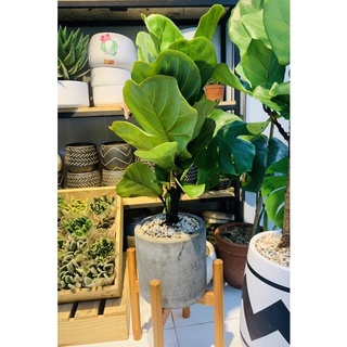 BÀNG SINGAPO ( Giao siêu tốc trong HCM )