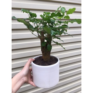 Cây hạnh phúc cao 40-50cm ( ảnh thật)
