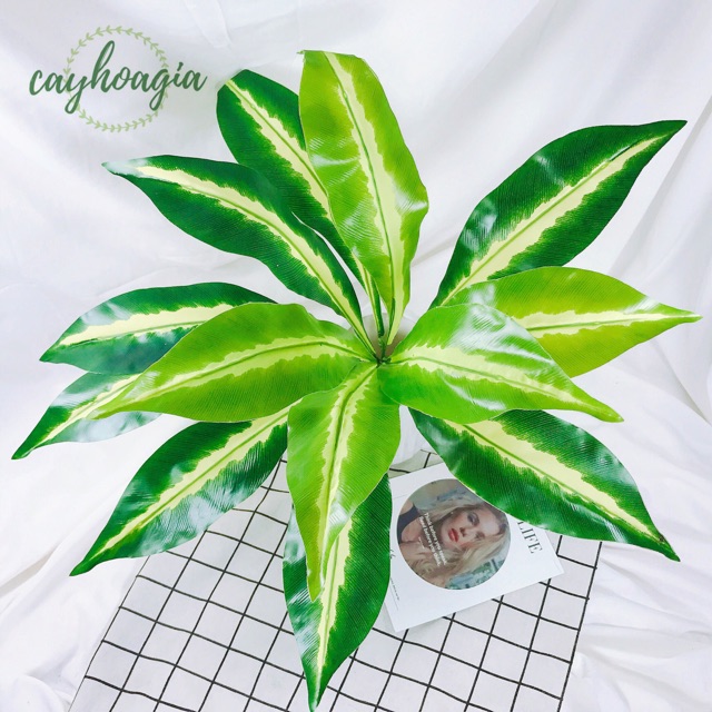 Cây Giả - Cây Hoàng Hậu Lá Sọc