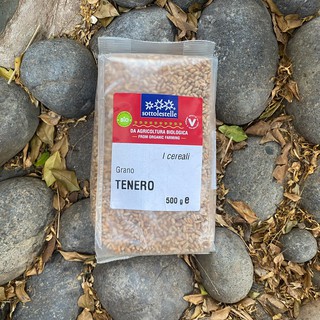 Hạt lúa mì hữu cơ Sotto 500g - Cỏ Lúa Mì Đỏ Wheatgrass (Triticum aestivum)