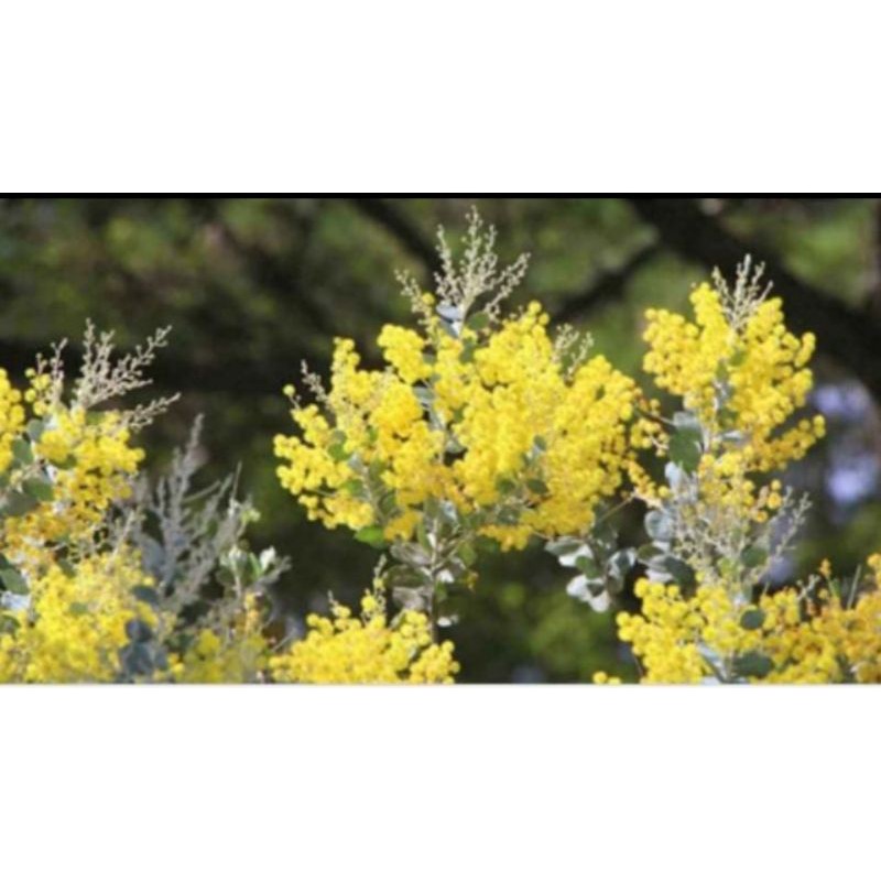 Cây hoa mimosa