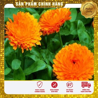 Hạt Giống Hoa Cúc Su Si Mix (50 hạt )