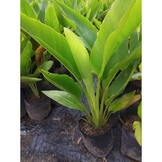 Cây chuối rẻ quạt (loại cao ~1m)