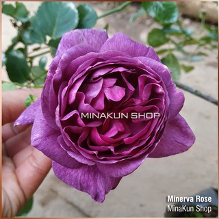 Hoa hồng ngoại Minerva tím bông chùm siêu thơm cực đẹp - MinaKun Shop