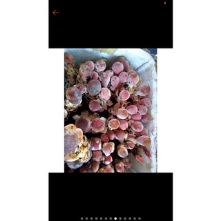 Nấm Ngọc cẩu tươi