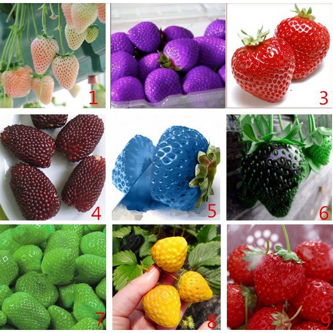 100 Hạt giống Dâu Tây Mix Màu Kèm Qùa Tặng
