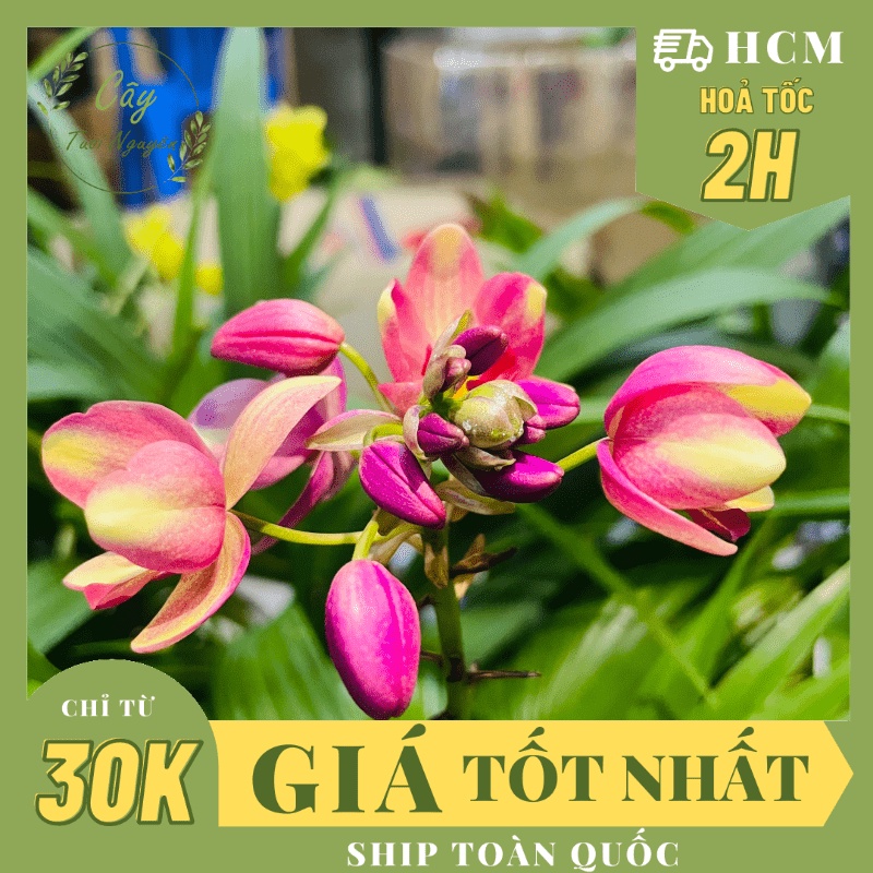 CÂY GIỐNG HOA ĐỊA LAN MÀU COWBOY MỚI (LAN CHI ĐINH) ,(cao 15cm), Hoa giống cảnh sân vườn rẻ, dễ trồng, Cây Tươi Nguyên