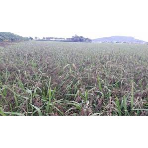 Gạo lứt đen Điện Biên