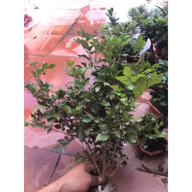 Cây nguyệt quế ra hoa quanh năm - THẾ GIỚI HOA CÂY CẢNH - cao 50-60 cm.