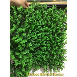 Thảm cỏ tai chuột treo tường 60x40cm