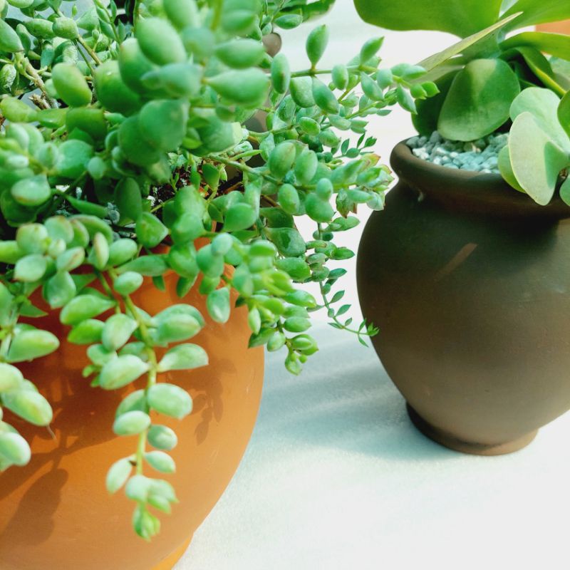 Chậu đất nung, Chậu sen đá - Chum cao, miệng chậu 14cm, chiều cao 20cm