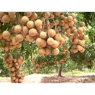 Cây Giống Nhãn Không Hạt Thái Lan