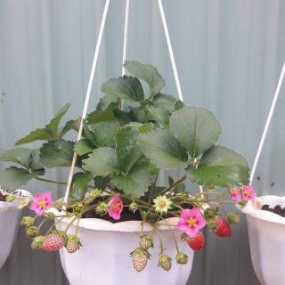 2 Cây giống dâu tây Hà Lan hoa hồng