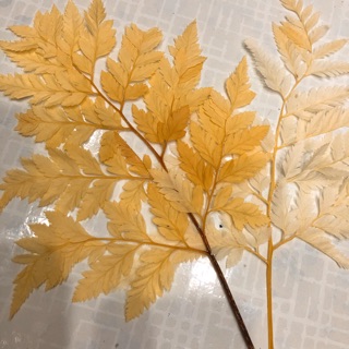 Lá khô (làm phụ kiện)