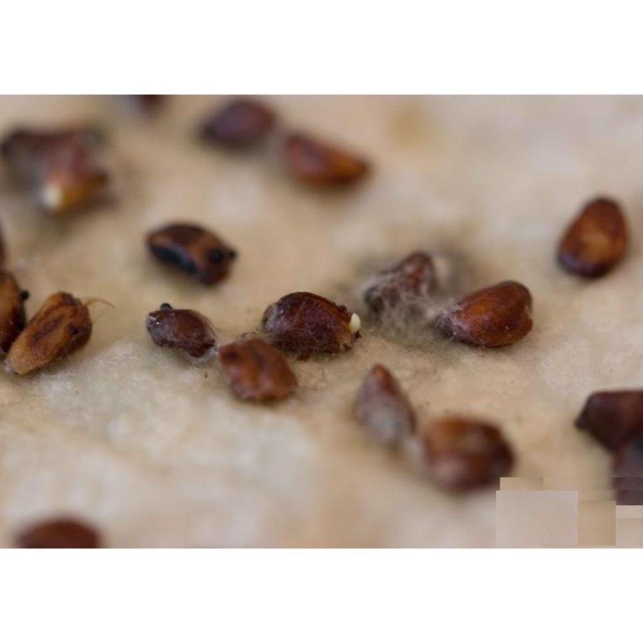 Hạt Giống Hoa Hồng Leo Pháp Mix Nhiều Màu  - MUA 3 TẶNG 1 CÙNG LOẠI