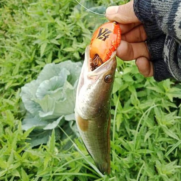 [SIÊU HOT] Mồi lure V4 HUNTER Thái Lan, mồi nhái hơi câu lure cá lóc, cá quả, cá chẽm