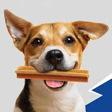 Bánh Thưởng Chăm Sóc Răng Miệng - Pedigree Dentastix