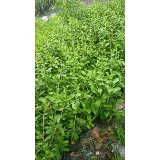 Cúc tần ấn độ