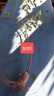 Cây sơri siêu trái