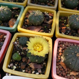 3 cây Xương Rồng Aster 1-5 cm