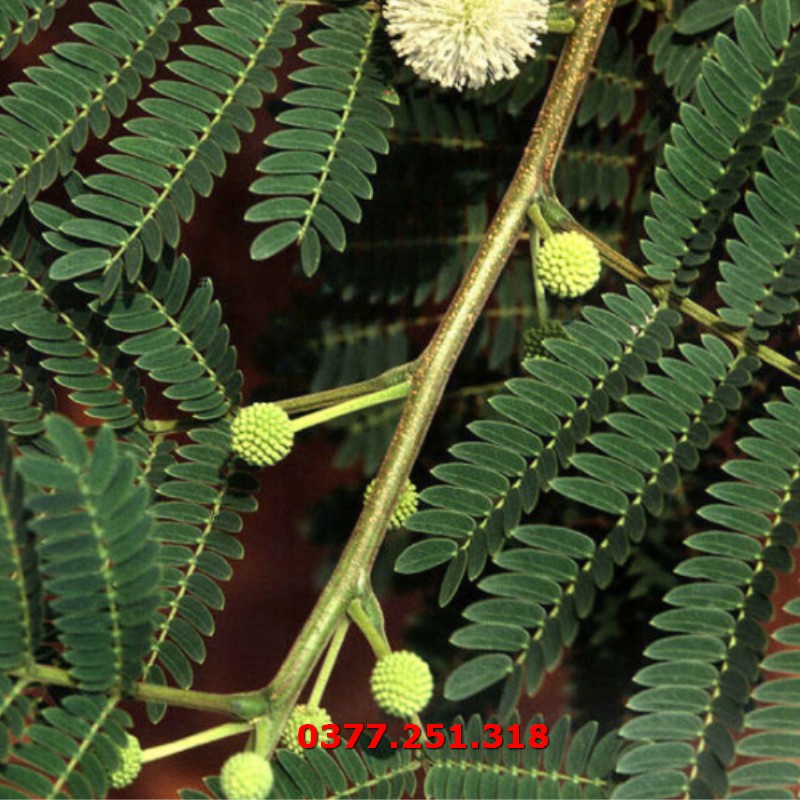 Gói 500g Hạt Giống Cây Keo Dậu  - Hạt Cỏ Chăn Nuôi Gia Súc Gia