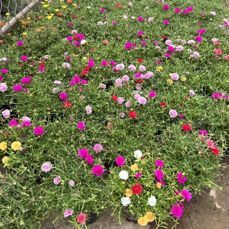 Cây hoa 10 giờ trồng bịch xum xuê thân nhánh, cây hoa cảnh rất dễ trồng và chăm sóc, trồng ven tường rào và ban công