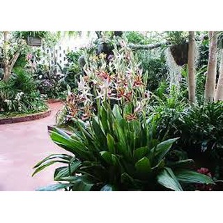 1 khóm địa lan hạc đỉnh trắng viền hồng tây bắc