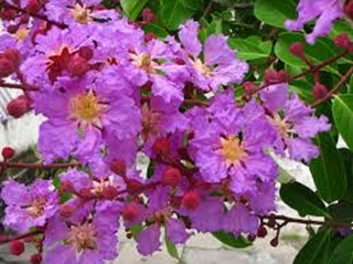 COMBO 2 CÂY GIỐNG BẰNG LĂNG TÍM, CAM KẾT CHUẨN GIỐNG F1