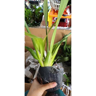 [Hàng lá] Vũ nữ bạch ngọc hàng