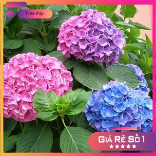 Hạt giống hoa cẩm tú cầu LUCKY SEEDS -10 hạt LUCKY.VN
