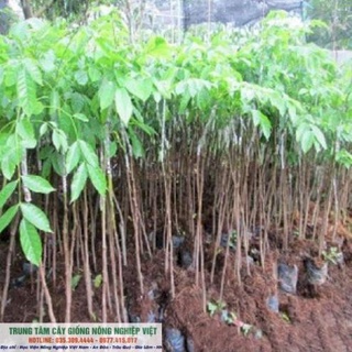 Cây Giống Trám Đen .