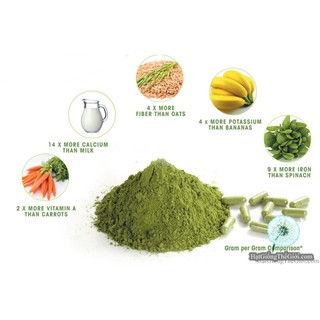 1kg hạt giống cây chùm ngây