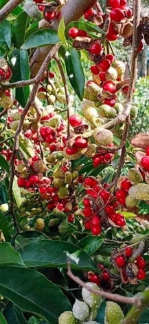 100g Hạt dổi nếp Tây Bắc