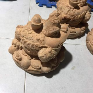Cóc ngậm tiền gỗ xá xị