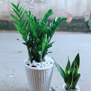 Combo chậu kim tiền lớn+chậu lưỡi hổ