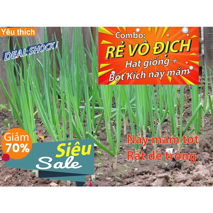 - 2 gam Hạt giống hành ta