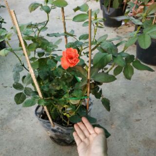 Cây hoa Hồng 2 da - đỏ lửa sa đéc